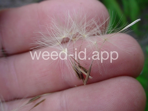 falsedandelion, Carolina